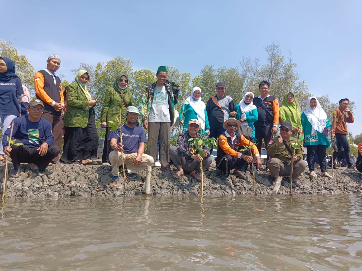 Ikhtiar Selamatkan Lingkungan, LPBINU Demak Gandeng Paragon Tanam Pohon Mangrove Di Morodemak