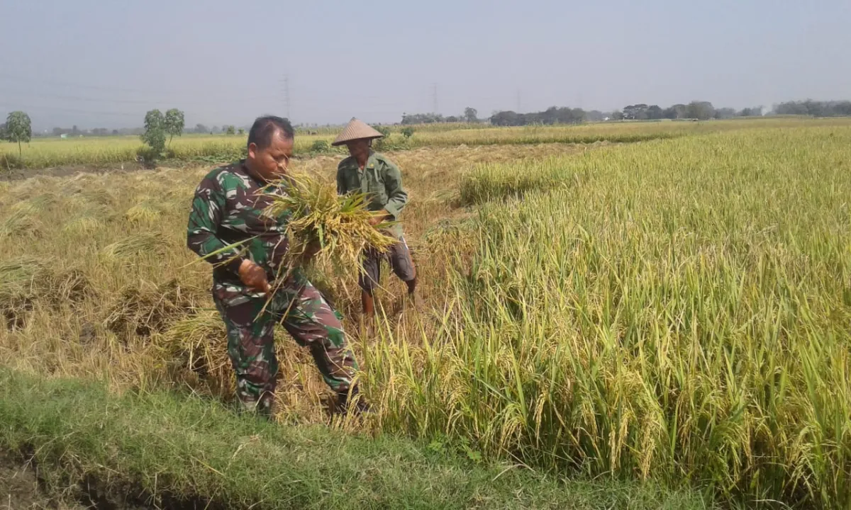 Inovasi Padi Inpari IR Nutri Zinc: Meningkatkan Gizi dan Swasembada Pangan