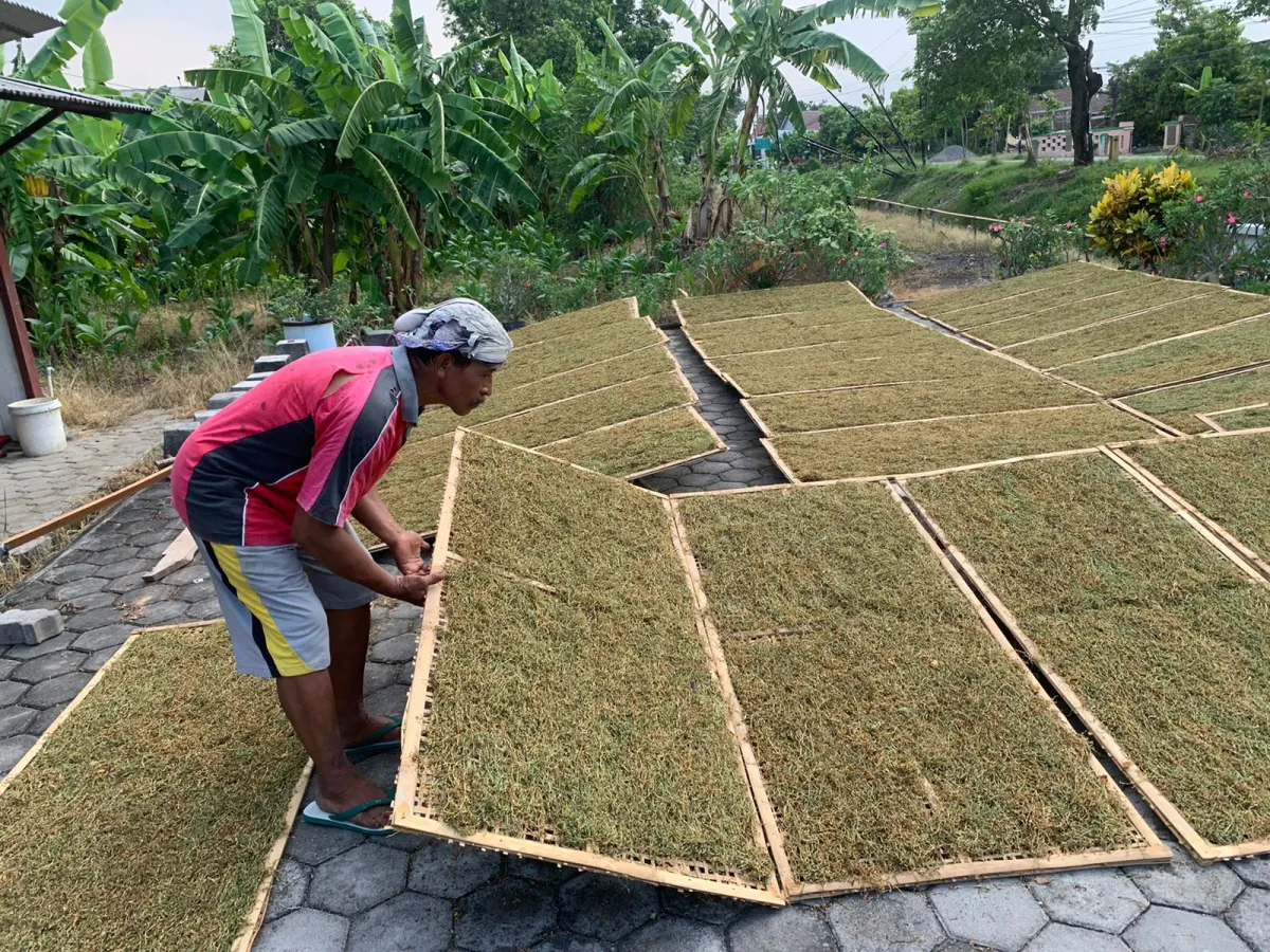 Musim Hujan Bawa Harga Tembakau di Demak Jatuh, Petani Kebingungan