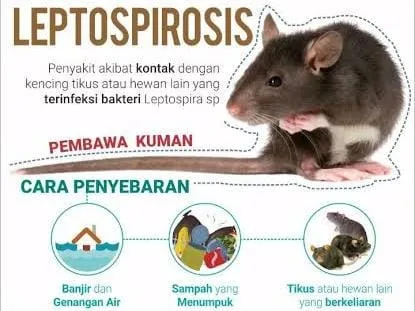 Peningkatan Kasus Leptospirosis di Demak, Masyarakat Diminta Waspada