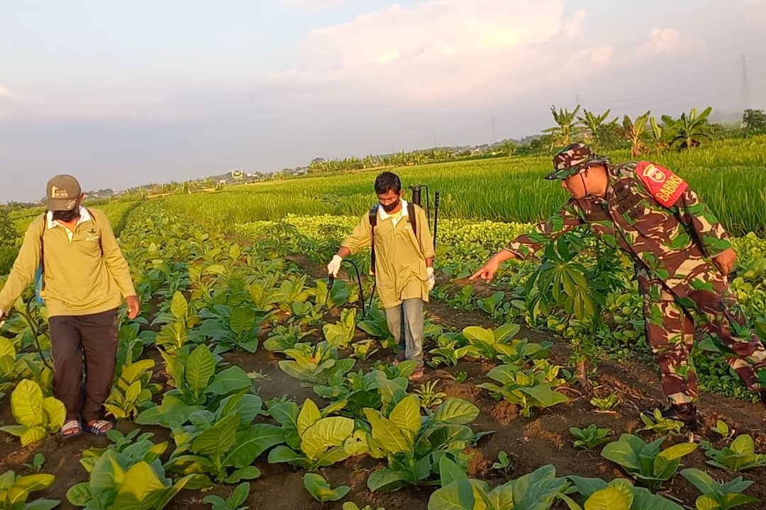 Babinsa Koramil 12/Mranggen Bersama Petani Desa Kalitengah Perangi Hama Tembakau dengan Pendekatan Organik