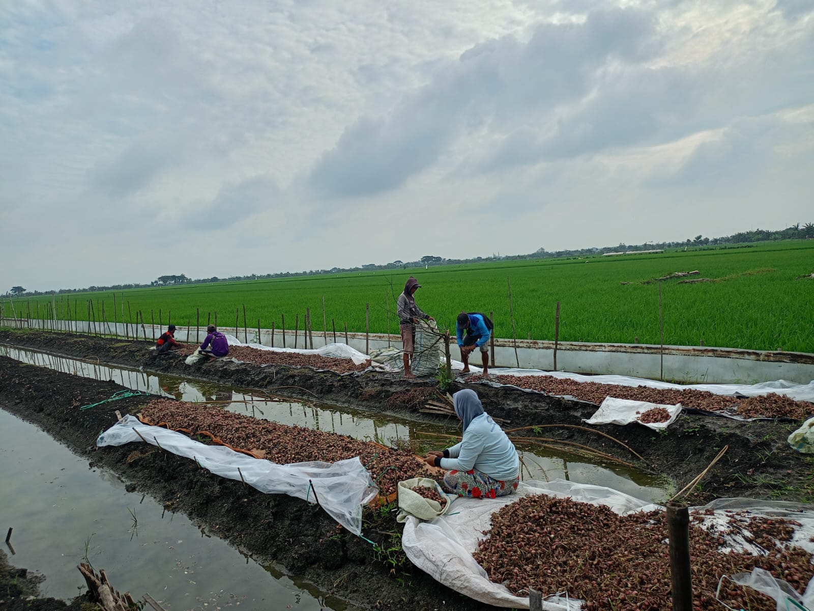 Gaji Rp10 Juta untuk Petani Milenial, Stimulus atau Tantangan Baru?