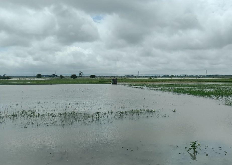 Banjir Rendam Ratusan Hektar Sawah di Demak, Petani Desak Perbaikan Drainase